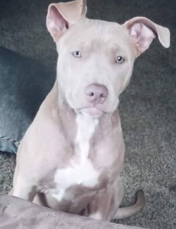 Baby Girl ..(tan female pitbull). MISSING (Pflugerville)64024397532290120