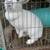 Rabbits for sale 2 thumbnail