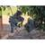 Zinfandel grapes, priced per lb. 1 thumbnail