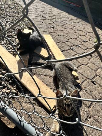 Baby kittens need homes (Kent)63911483922051124