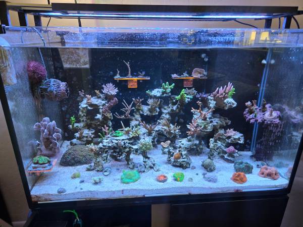 Reef Aquarium 1