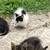 kittens many available 13 thumbnail