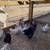 Serama Micro Chickens | Chicks & Hatching Eggs (100%, Malaysian) 4 thumbnail