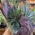 EcoGro's WEIRD PLANTS. SO WEIRD!  Beneficial Bugs Class...Free! 10 thumbnail