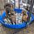 cane corso 3 thumbnail