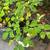 Curry leaves and moringa 3 thumbnail