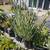 2 gallon Succulent - Senecio anteuphorbium (Swizzle Sticks) - $10 2 thumbnail