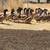 5 months old male ducks 6 thumbnail