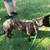 Re-home Dutch Shepherd puppy 2 thumbnail