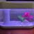 2 Gallon Fish Tank / Aquarium 4 thumbnail
