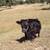 Micro Miniature Bull Calf 4 thumbnail