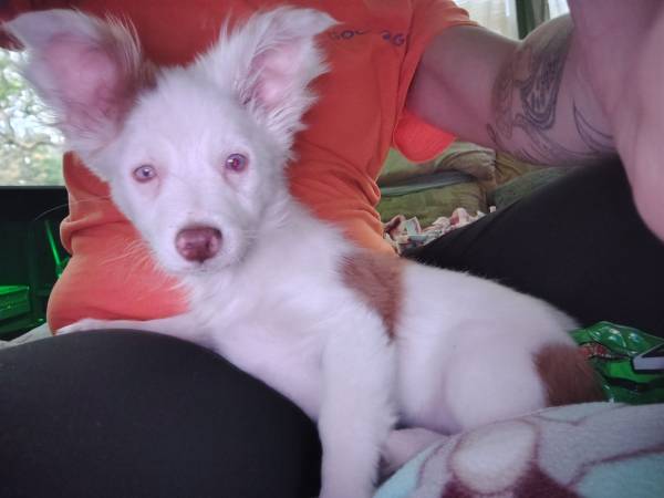 Mini Aussie Chihuahua (Gillette)63655907027329120