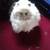 Big Cat 🐈😺 white fluffy and beautiful 5 thumbnail