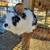 Lionhead Rabbit Buck 3 thumbnail