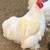 Beautiful Roosters for sale 1 thumbnail