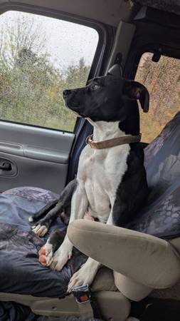 IS YOUR DOG MISSING? (Salem)64214255927681122