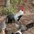 Young Phoenix Rooster & Hen Pair 3 Months Old 🐓 9 thumbnail