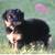 Toy/mini Aussie doodle puppies 4 thumbnail