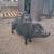 Farm animals 1 thumbnail