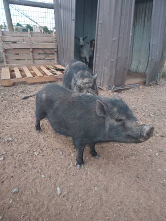 Farm animals 1