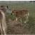 A2A2 Jersey Bull (midsize) 2 thumbnail