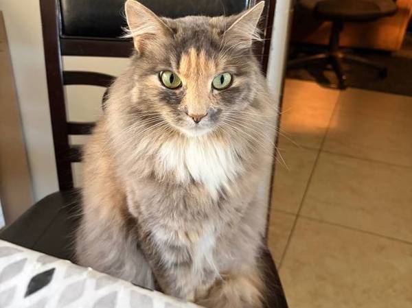 Rehoming Female Indoor Cat