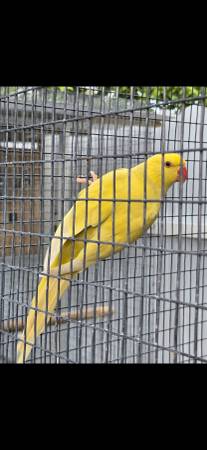 Indian ringneck63685532880897121