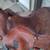 Reining Saddle 5 thumbnail