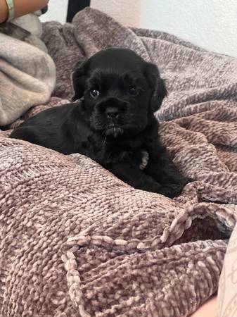 Akc cachorros cocker spaniel (vallejo / benicia)64310607445890120