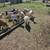 Nigerian goats 5 thumbnail