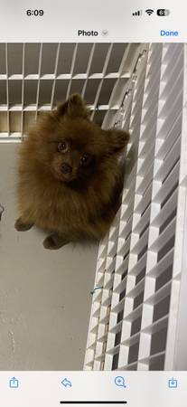 Chocolate Pomeranian (McAllen)64148953405699120