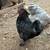 Chickens Rooster Ayam Cemani Appenzeller mix 1 thumbnail