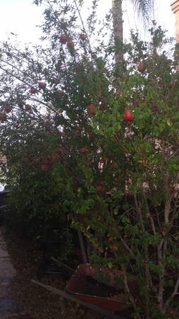Pomegranates pic from backyard tree $1 1