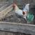 Gallos /roosters 2 thumbnail