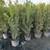 Podocarpus Plants 1 thumbnail
