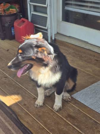 Australian shepherd puppy Rehoming (Dallas Georgia)63881507654275121