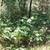 10.82 Acres in the Sierras - Seller Financing 11 thumbnail