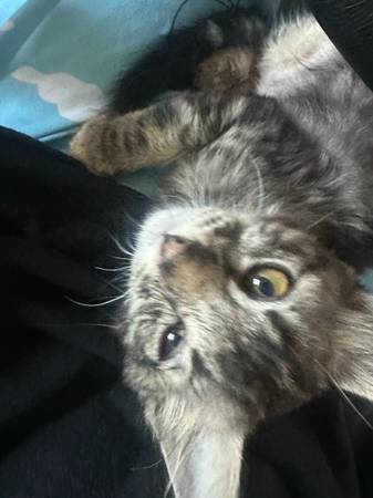 Tabby kitten (Las Vegas)63907417337346122