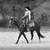 Chasing Daydreams, AQHA/APHA gentle & easy young trail gelding 9 thumbnail