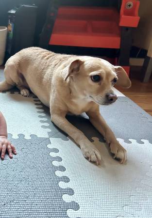 Perro perdido (South San Francisco)63874130160515120