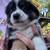 For ADOPTION. MINI AUSSIE PUPPIES 2 thumbnail