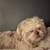 Shih tzu 2 thumbnail