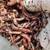 Big Red Worms 1 thumbnail