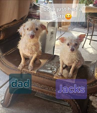 Rehoming pup (Queen creek)63905905444610120