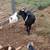 Nigerian Dwarf Doe 5 thumbnail