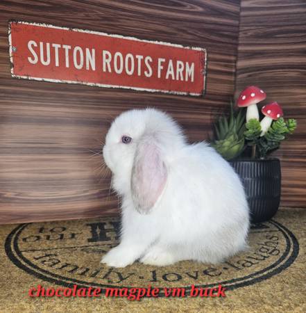 Conejos Holland Lop, mini rex, rex (Henderson, KY)63352074269057122