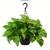 2 plants 2 thumbnail