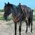 Grade Gelding 11 thumbnail