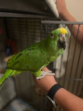 Loros de nuca amarilla (macho, hembra) (Daly City)63696489698561122