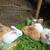 Purebred Continental & Flemish Rabbits for sale 1 thumbnail
